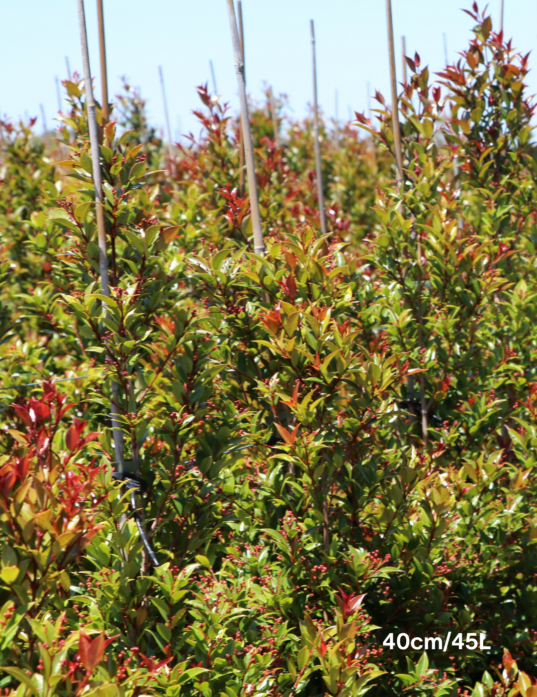 Syzygium australe 'Winter Lights' - Lilly Pilly - Evergreen Trees Direct