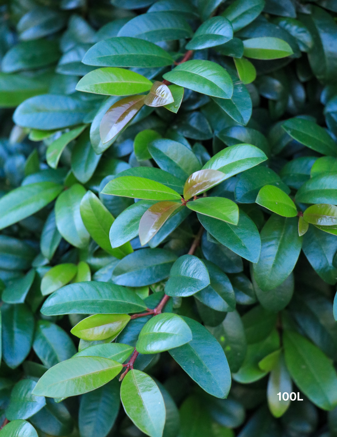Syzygium australe 'Straight & Narrow' - Lilly Pilly
