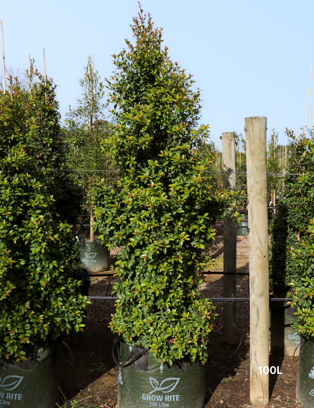 Syzygium australe 'Straight & Narrow' - Lilly Pilly