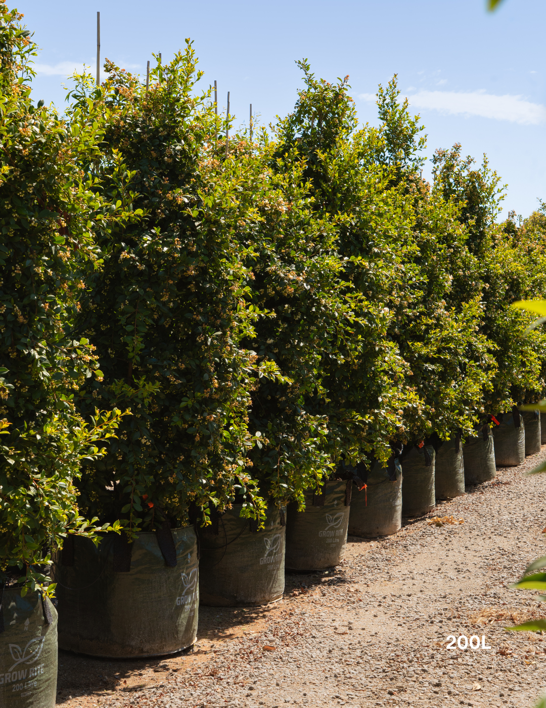 Syzygium paniculatum 'Backyard Bliss' - Lilly Pilly - Evergreen Trees Direct