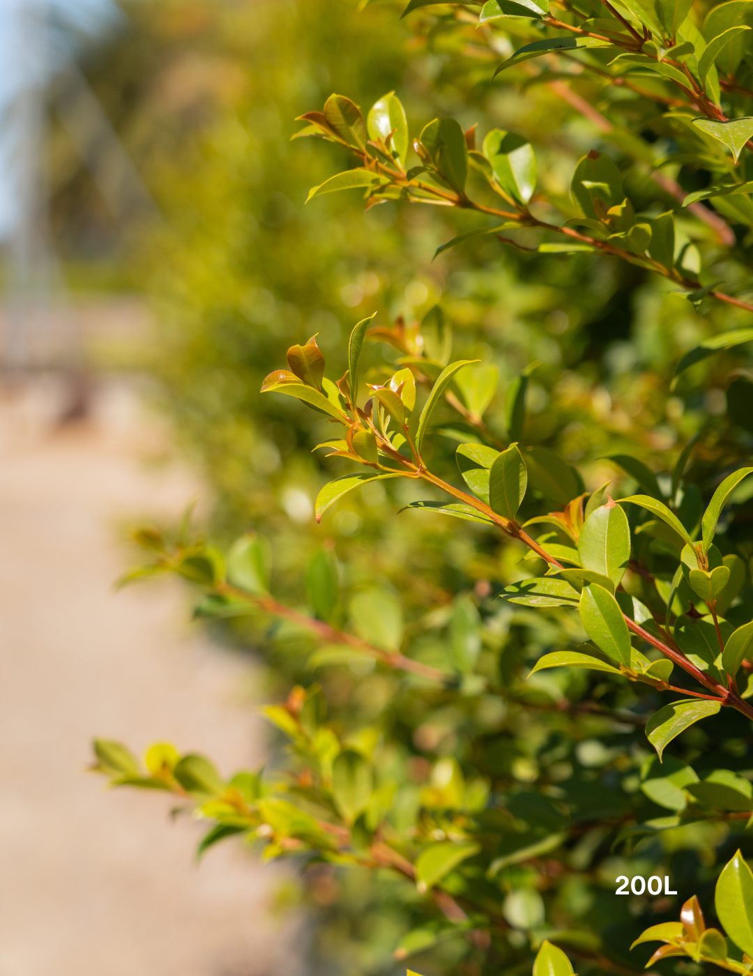Syzygium paniculatum 'Backyard Bliss' - Lilly Pilly - Evergreen Trees Direct
