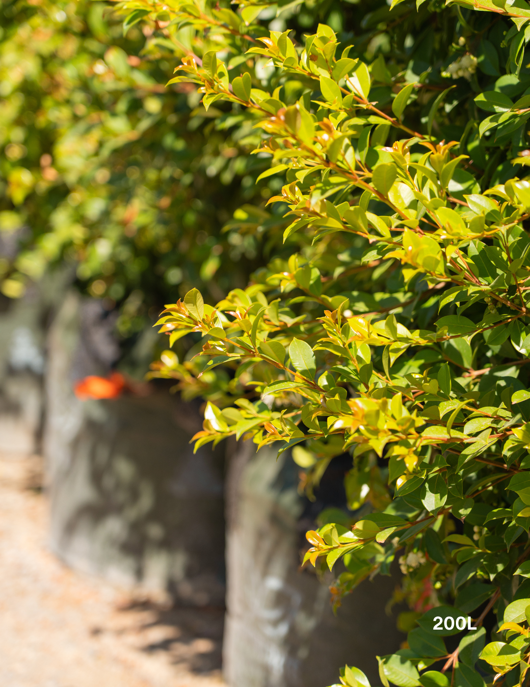 Syzygium paniculatum 'Backyard Bliss' - Lilly Pilly - Evergreen Trees Direct