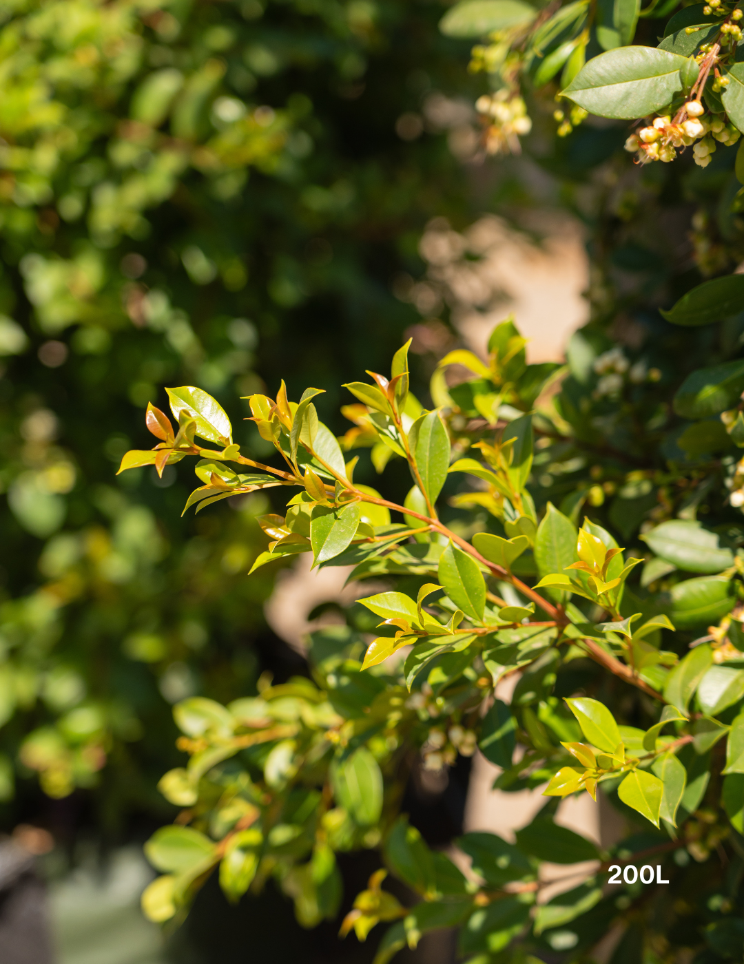 Syzygium paniculatum 'Backyard Bliss' - Lilly Pilly - Evergreen Trees Direct
