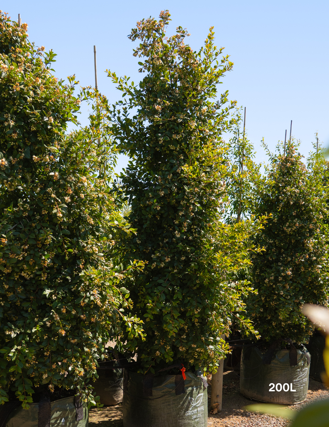 Syzygium paniculatum 'Backyard Bliss' - Lilly Pilly - Evergreen Trees Direct