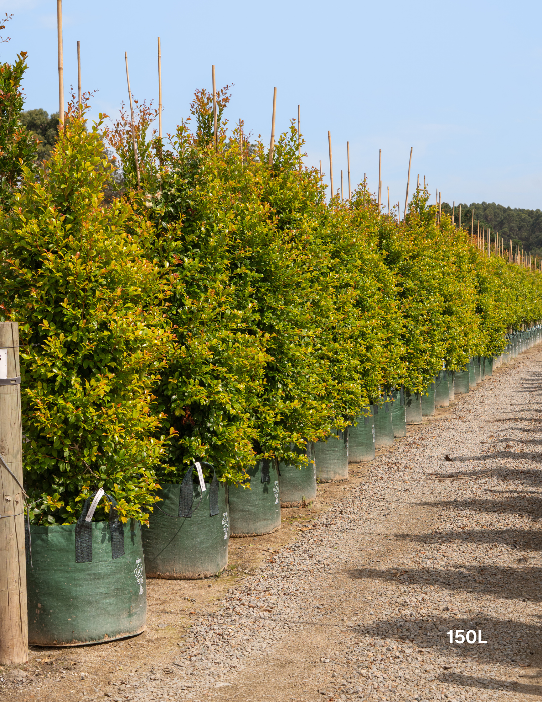 Syzygium paniculatum 'Backyard Bliss' - Lilly Pilly - Evergreen Trees Direct