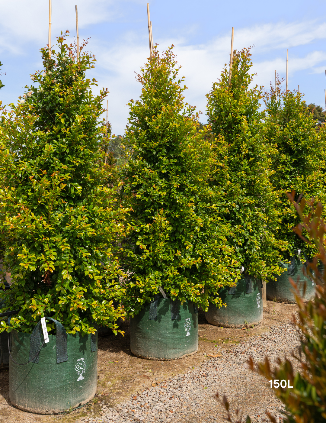 Syzygium paniculatum 'Backyard Bliss' - Lilly Pilly - Evergreen Trees Direct