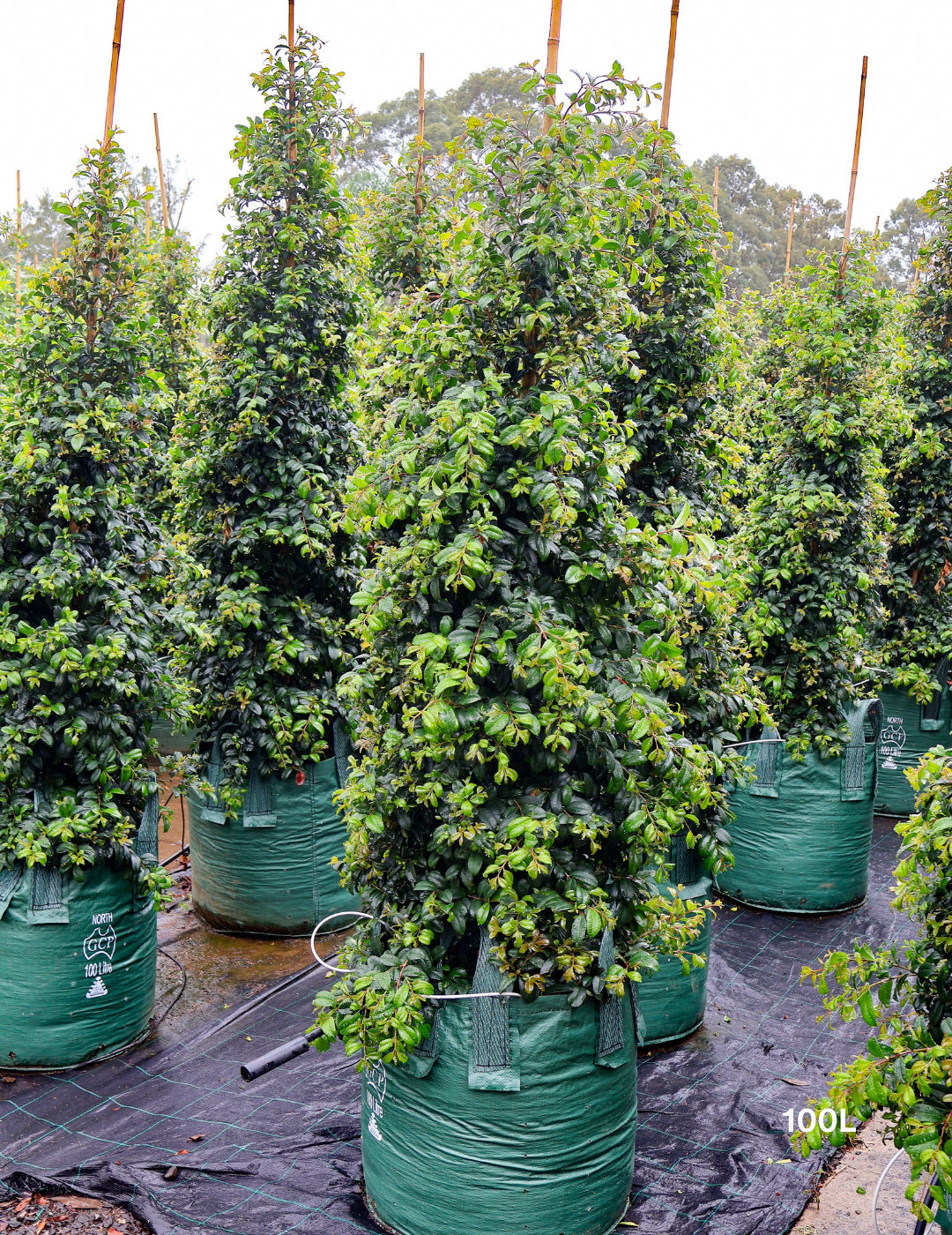 Syzygium australe 'Resilience' - Lilly Pilly - Evergreen Trees Direct