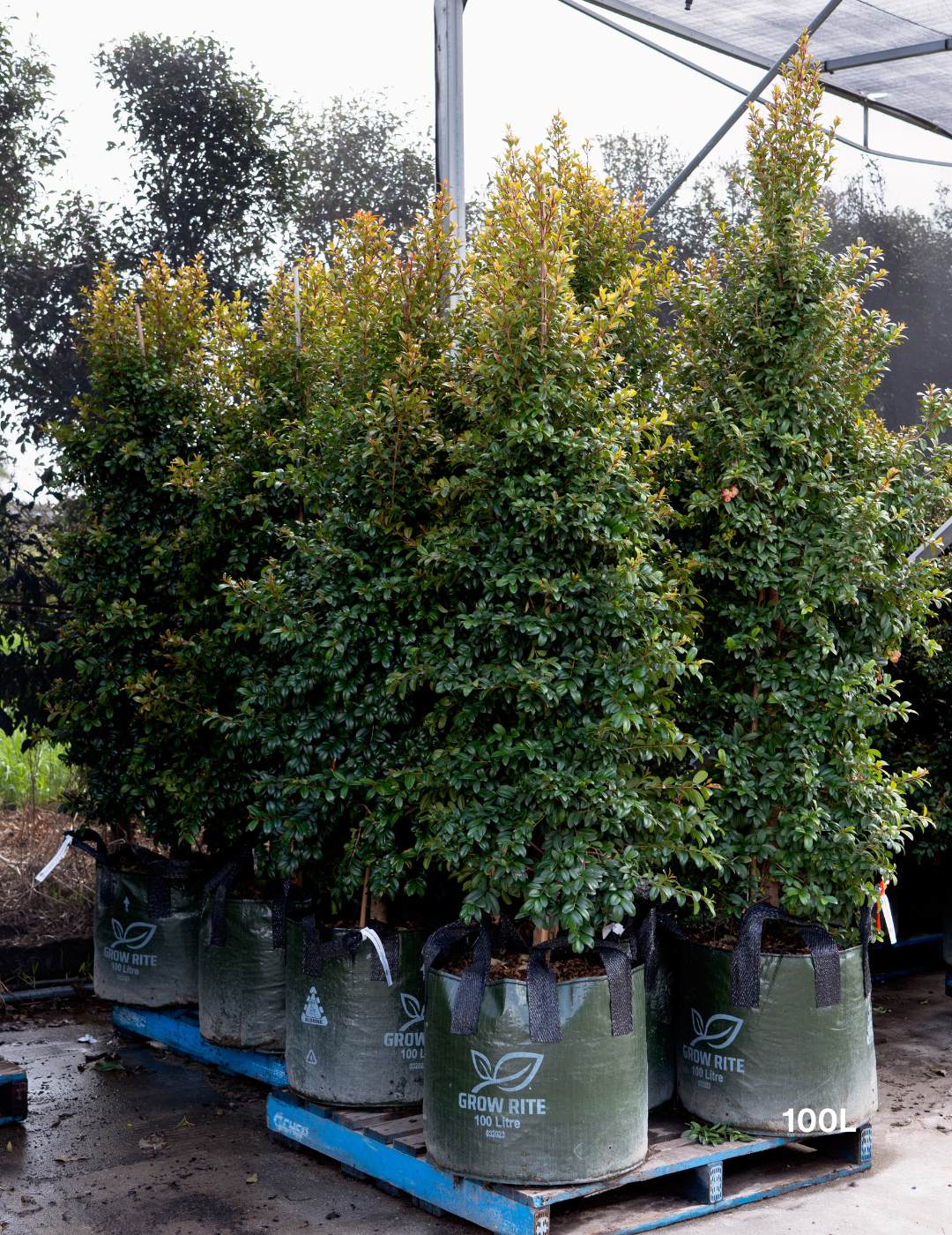 Syzygium australe 'Straight & Narrow' - Lilly Pilly - Evergreen Trees Direct