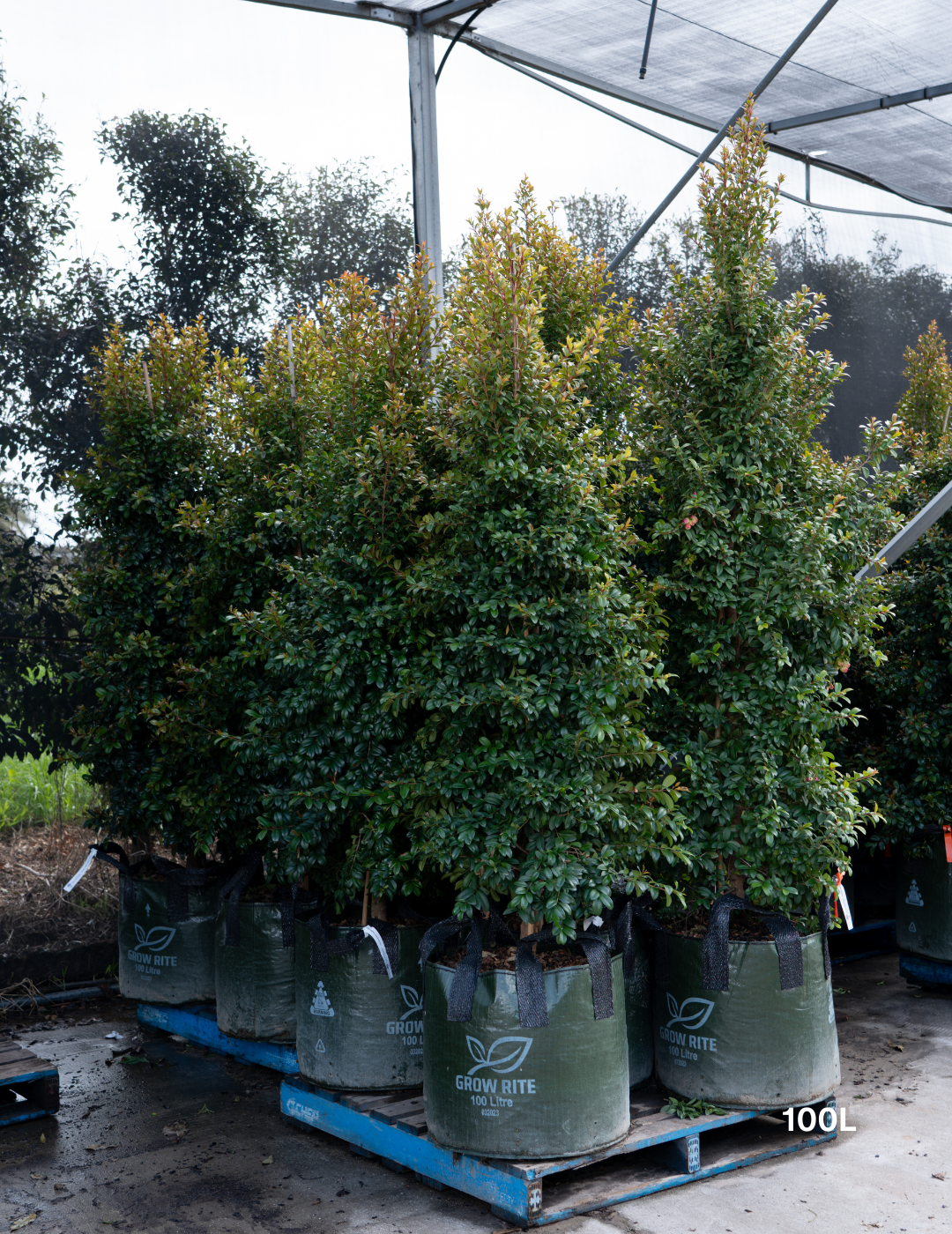 Syzygium australe 'Straight & Narrow' - Lilly Pilly - Evergreen Trees Direct