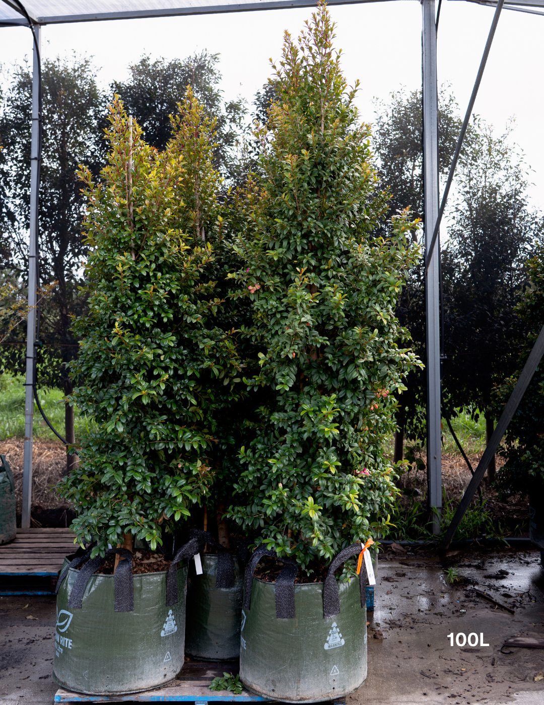 Syzygium australe 'Straight & Narrow' - Lilly Pilly