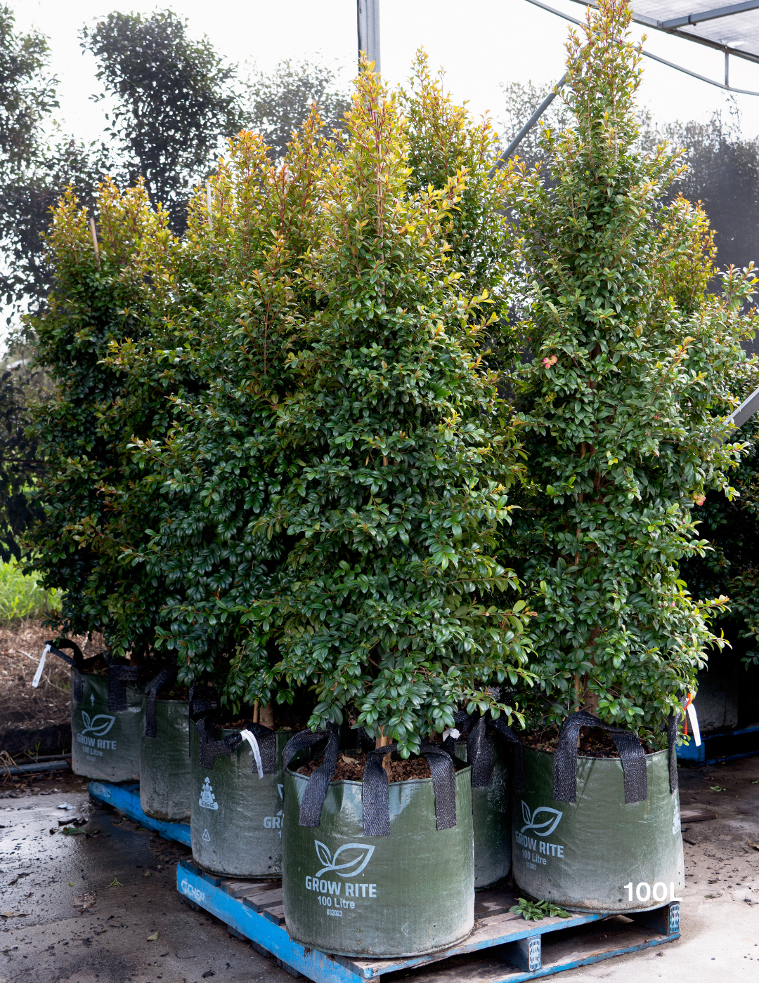 Syzygium australe 'Straight & Narrow' - Lilly Pilly - Evergreen Trees Direct
