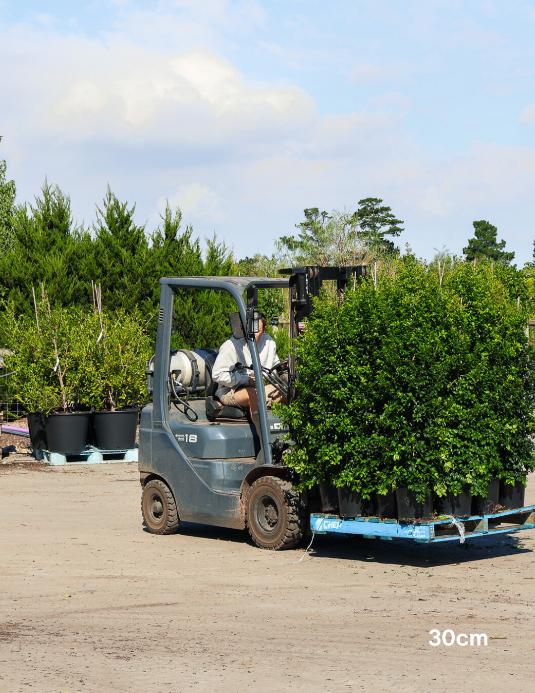Syzygium australe 'Pinnacle' - Evergreen Trees Direct