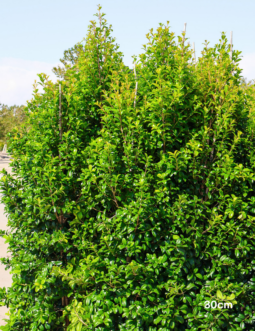 Pinnacle Tree Syzygium australe ‘Pinnacle’ – Narrow Lilly Pilly for Tight Hedges