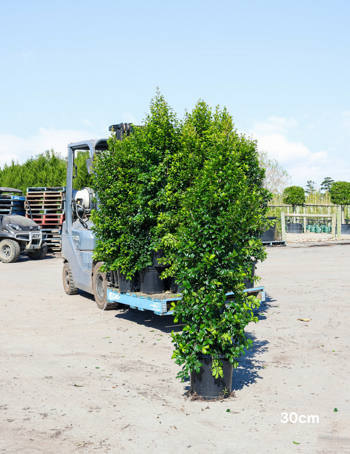 Syzygium australe 'Pinnacle' - Evergreen Trees Direct