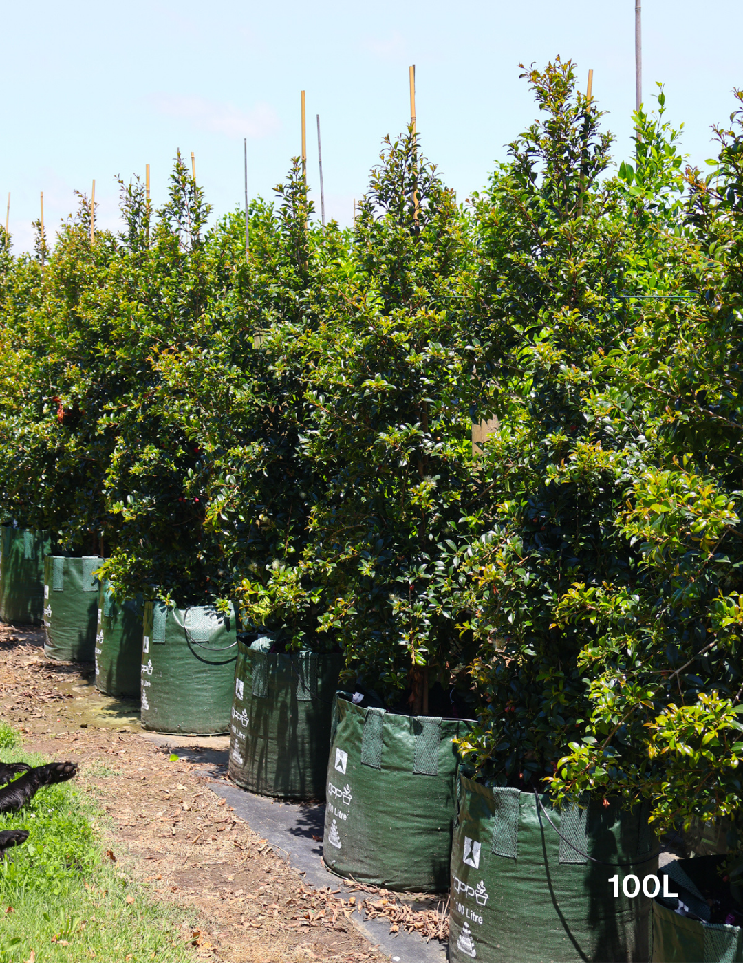 Syzygium australe 'Select' - Evergreen Trees Direct