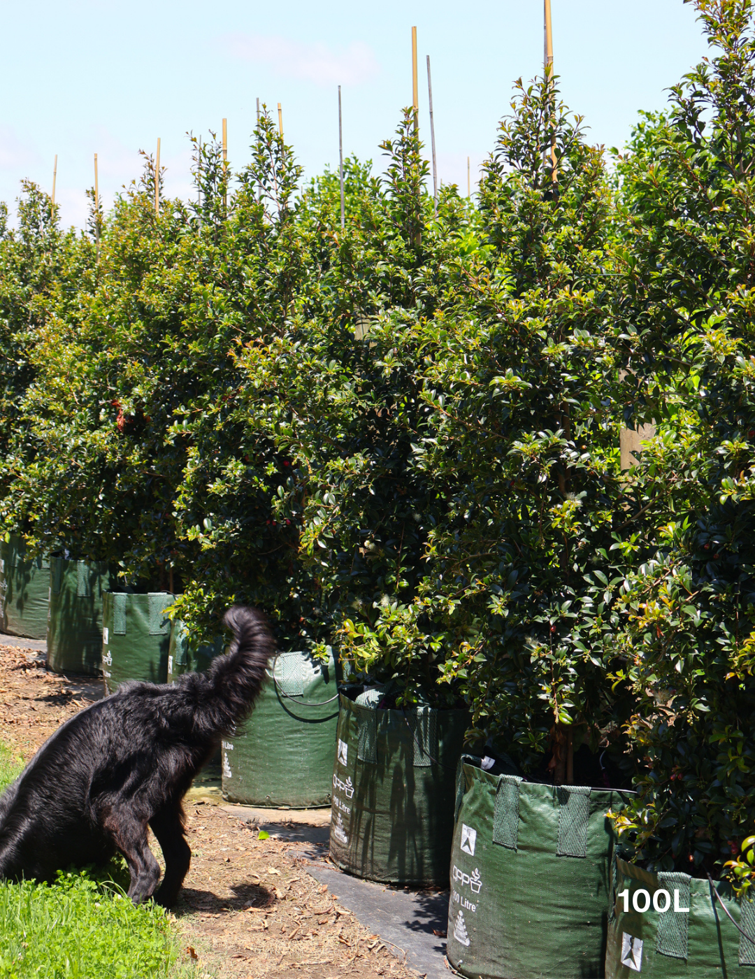Syzygium australe 'Select' - Evergreen Trees Direct