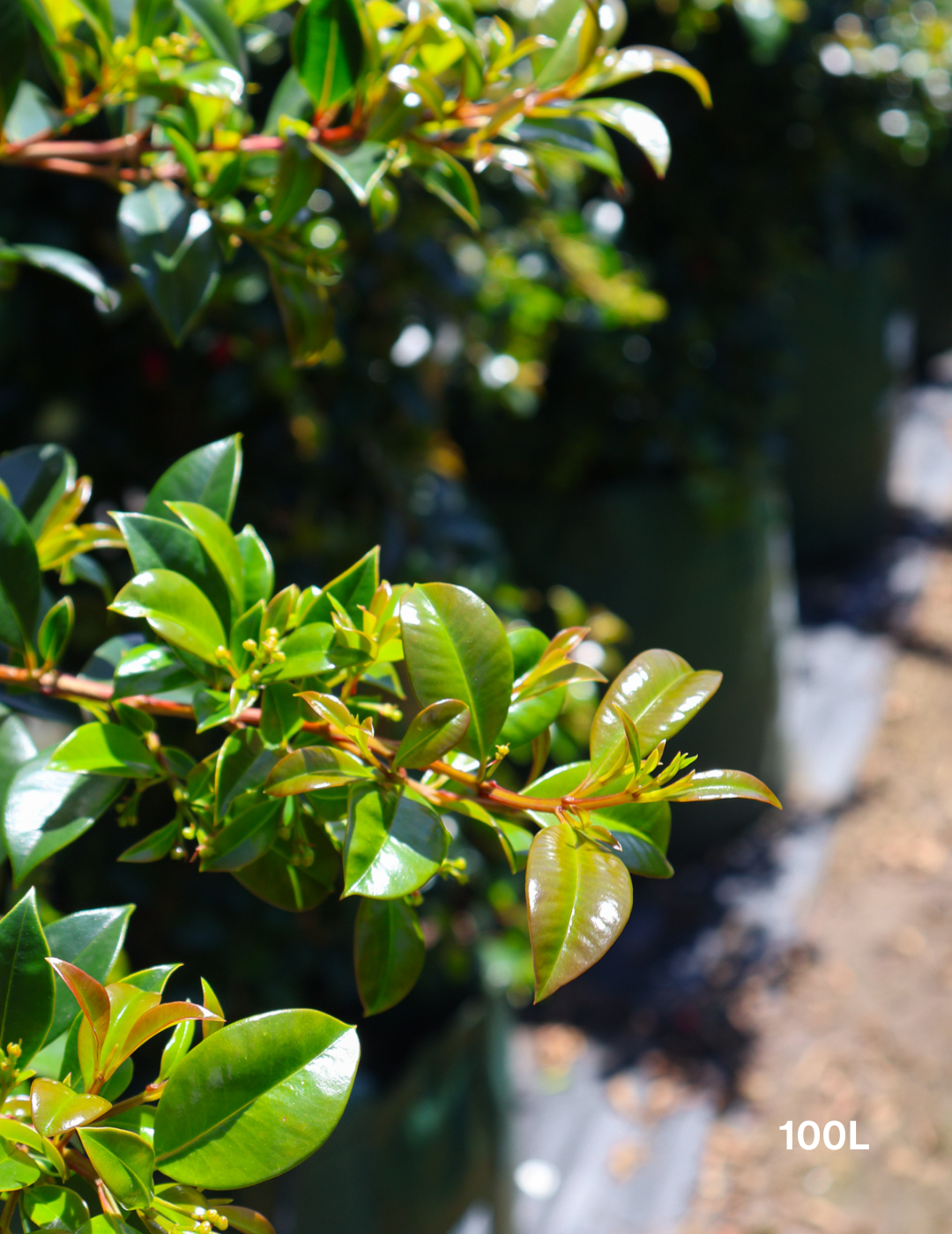 Syzygium australe 'Select' - Evergreen Trees Direct