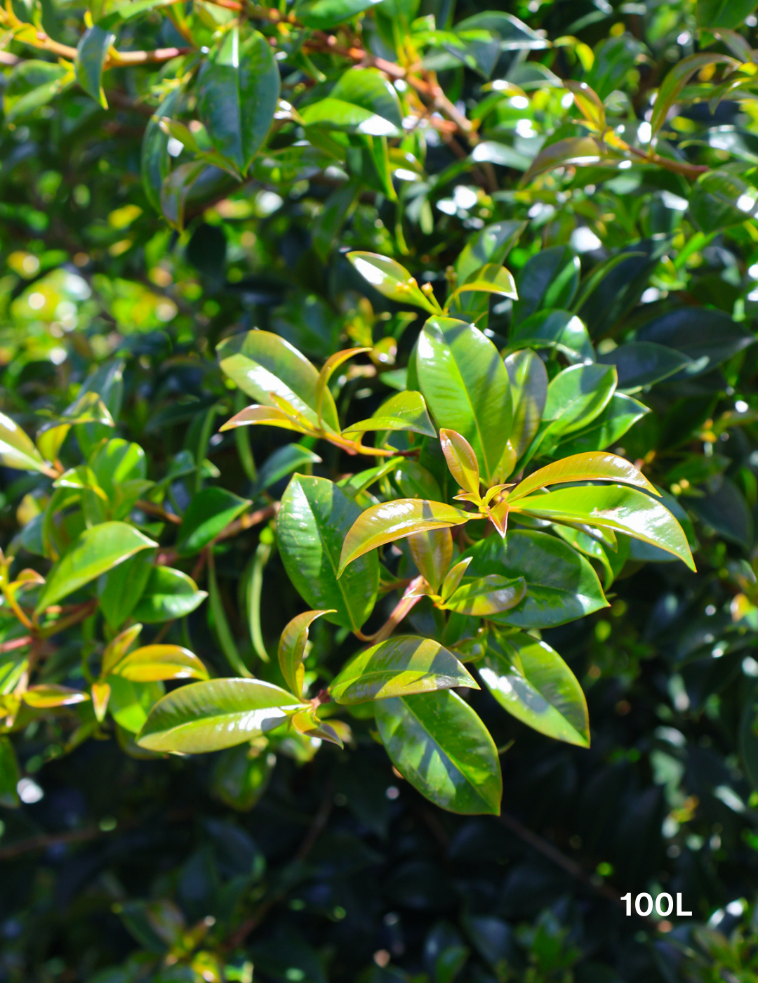 Syzygium australe 'Select' - Evergreen Trees Direct