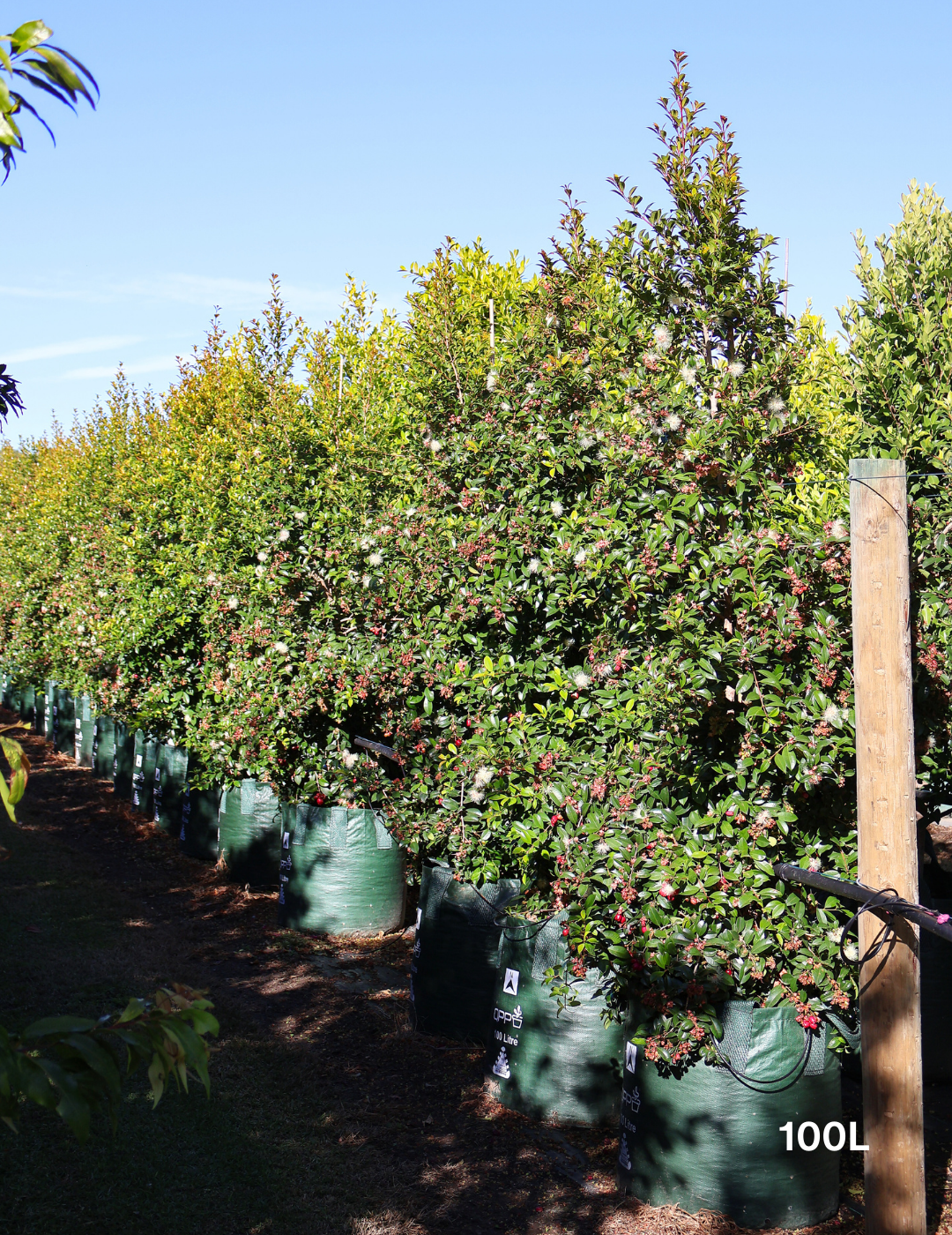 Syzygium australe 'Select' - Evergreen Trees Direct