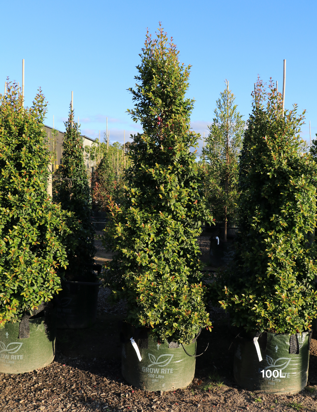 Syzygium australe 'Straight & Narrow' - Lilly Pilly - Evergreen Trees Direct