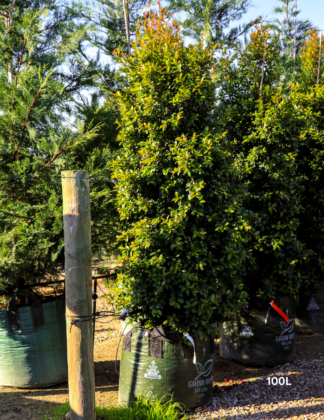 Syzygium australe 'Straight & Narrow' - Lilly Pilly - Evergreen Trees Direct