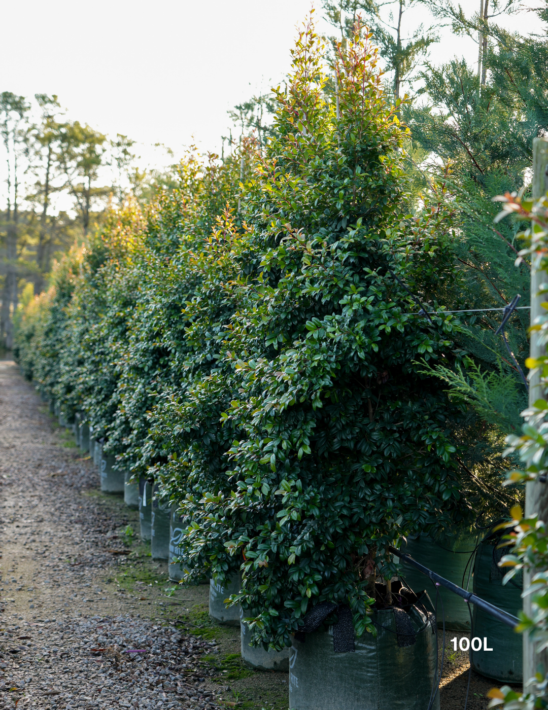 Syzygium australe 'Straight & Narrow' - Lilly Pilly - Evergreen Trees Direct