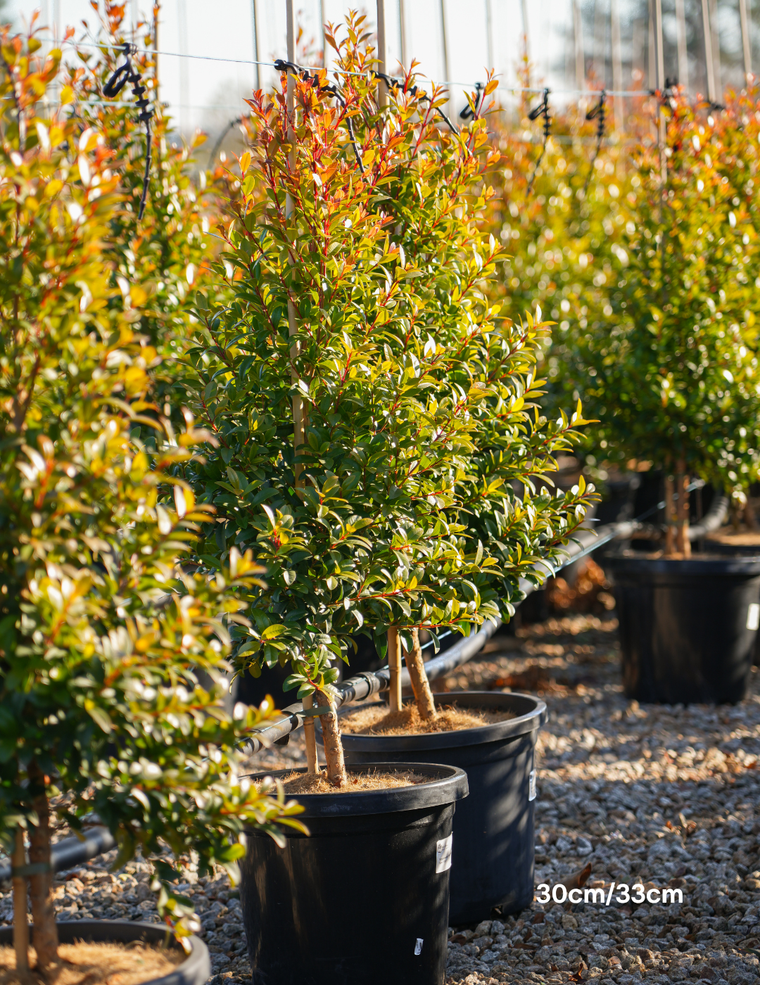 Syzygium australe 'Straight & Narrow' - Lilly Pilly - Evergreen Trees Direct