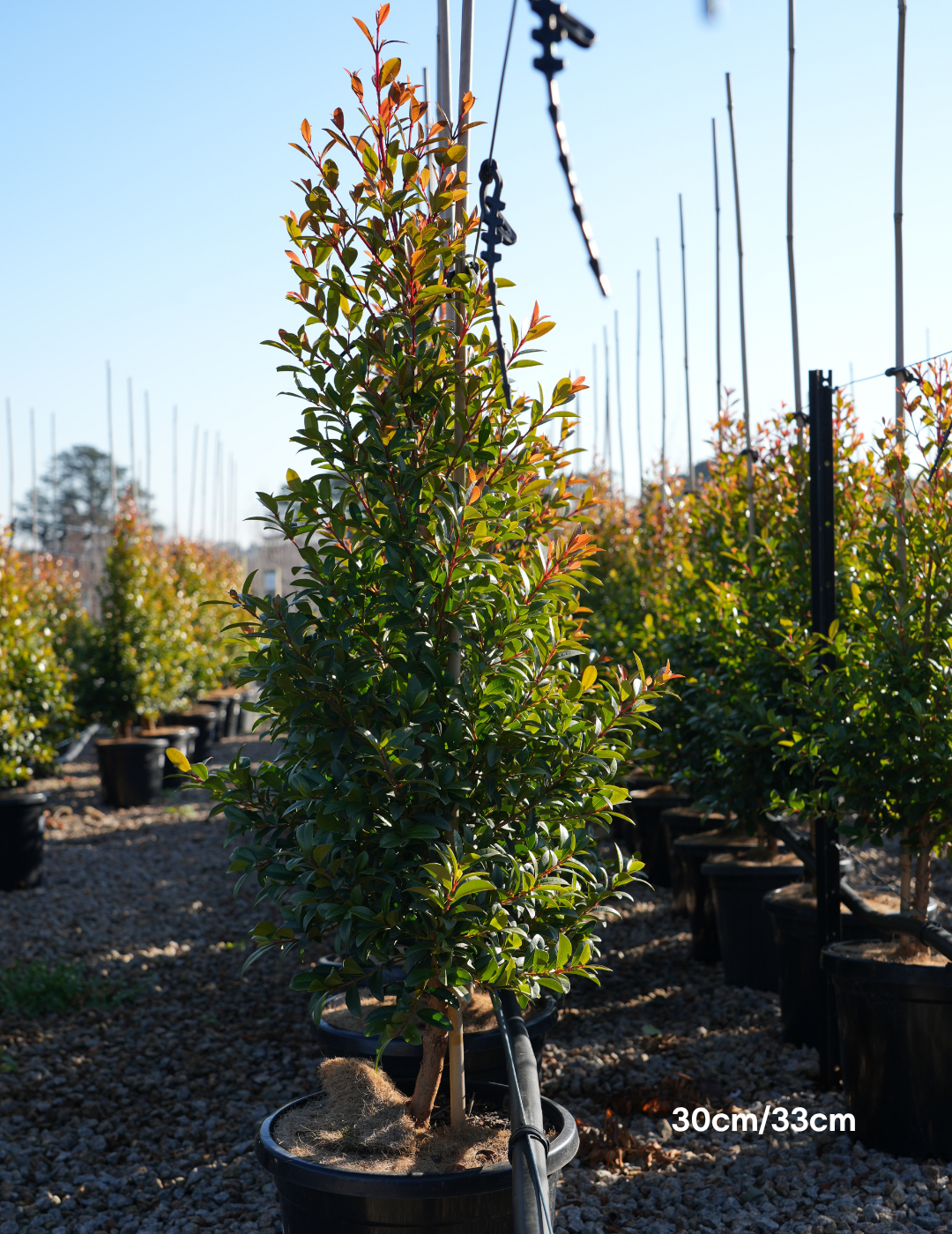 Syzygium australe 'Straight & Narrow' - Lilly Pilly - Evergreen Trees Direct