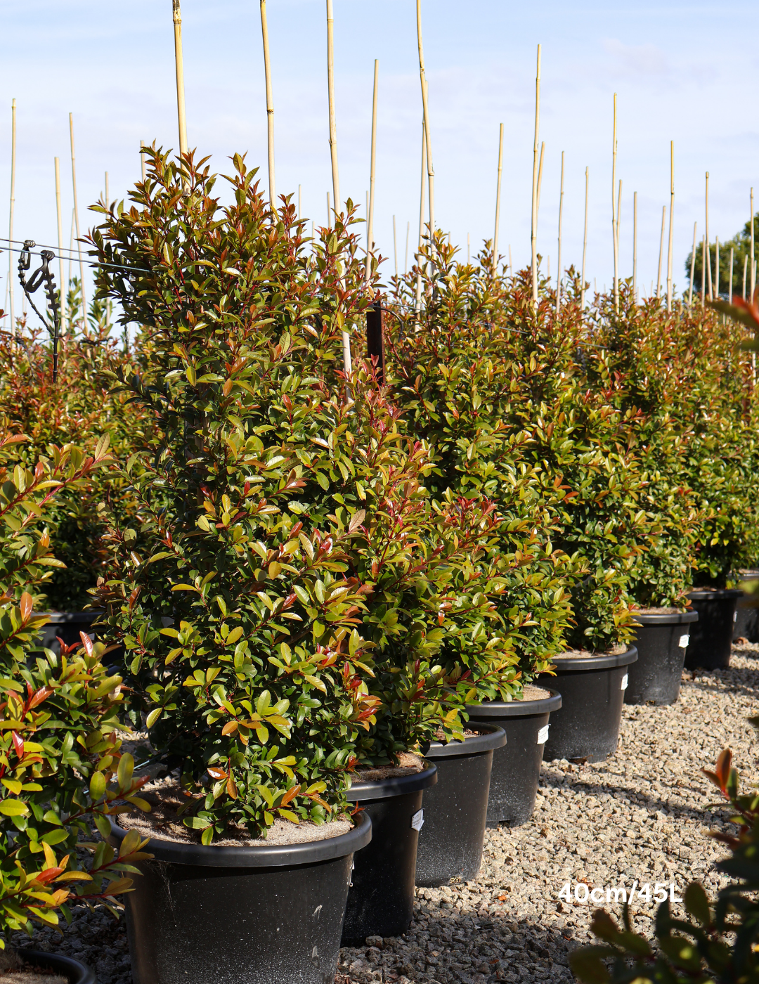 Syzygium australe 'Straight & Narrow' - Lilly Pilly - Evergreen Trees Direct