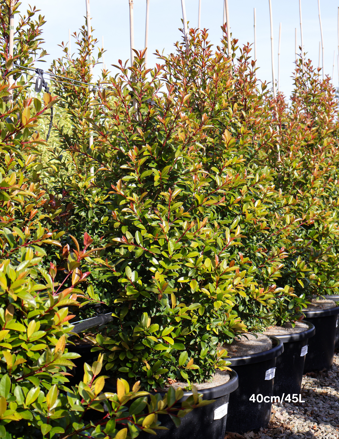 Syzygium australe 'Straight & Narrow' - Lilly Pilly - Evergreen Trees Direct