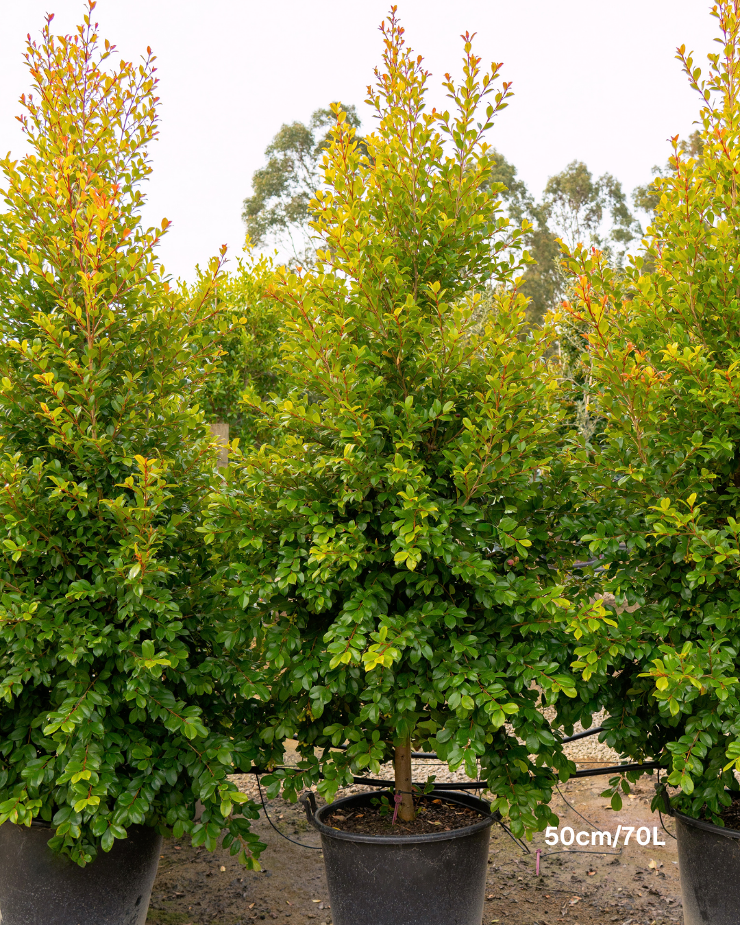 Syzygium paniculatum 'Backyard Bliss' Lilly Pilly
