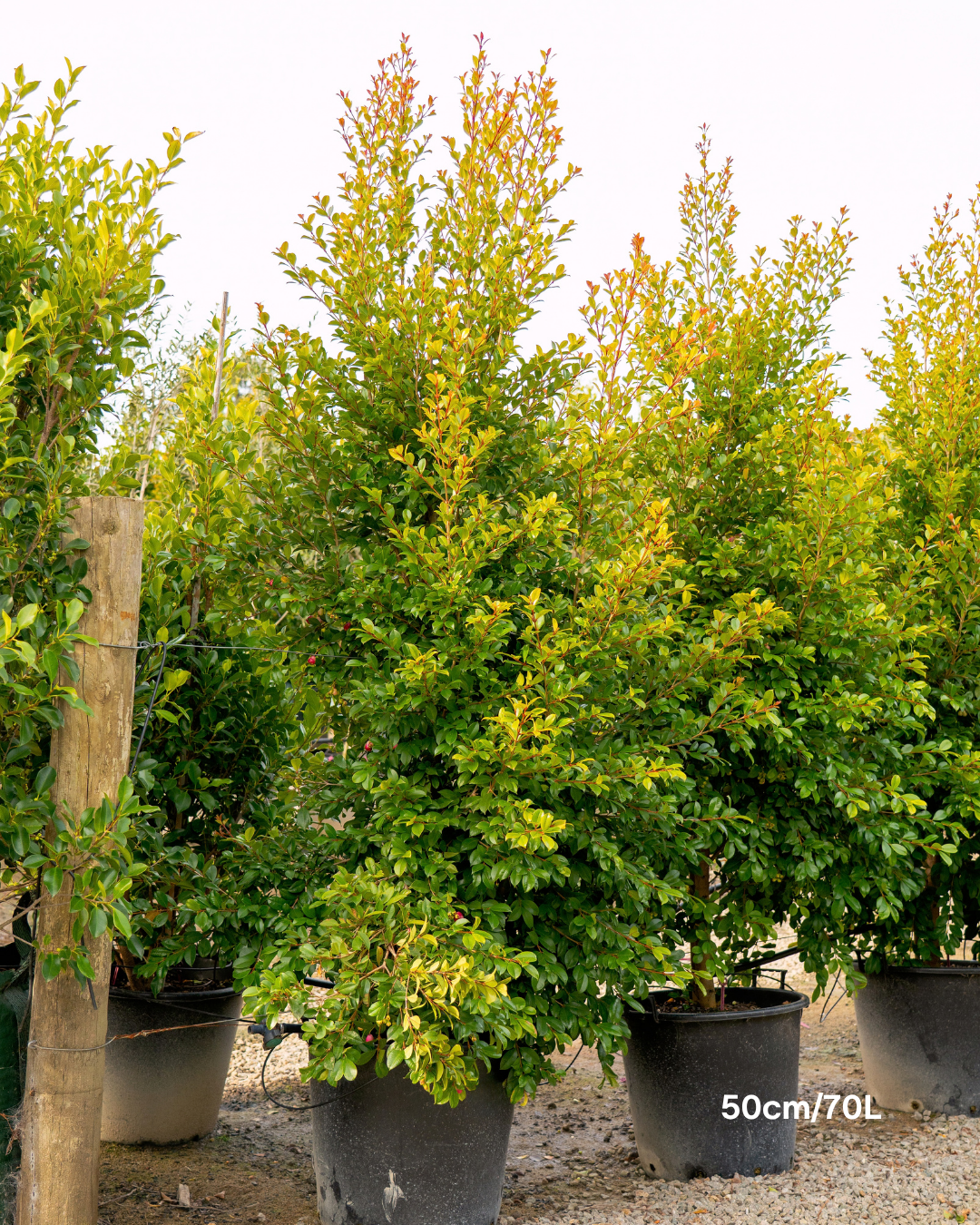 Syzygium paniculatum 'Backyard Bliss' Lilly Pilly