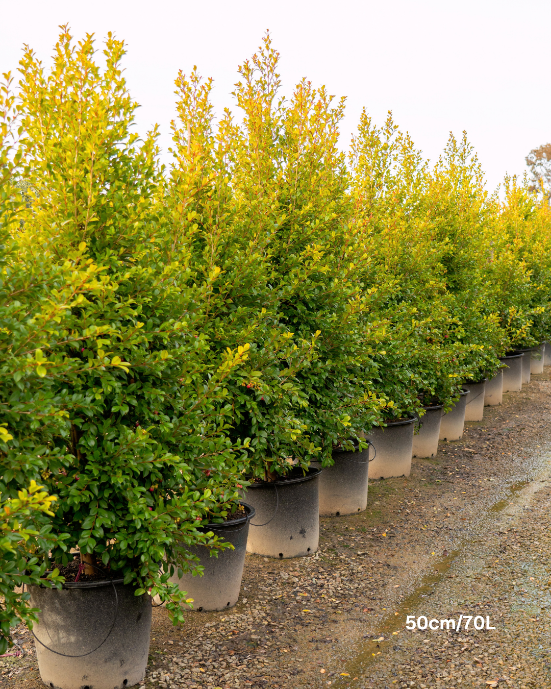 Syzygium paniculatum 'Backyard Bliss' Lilly Pilly