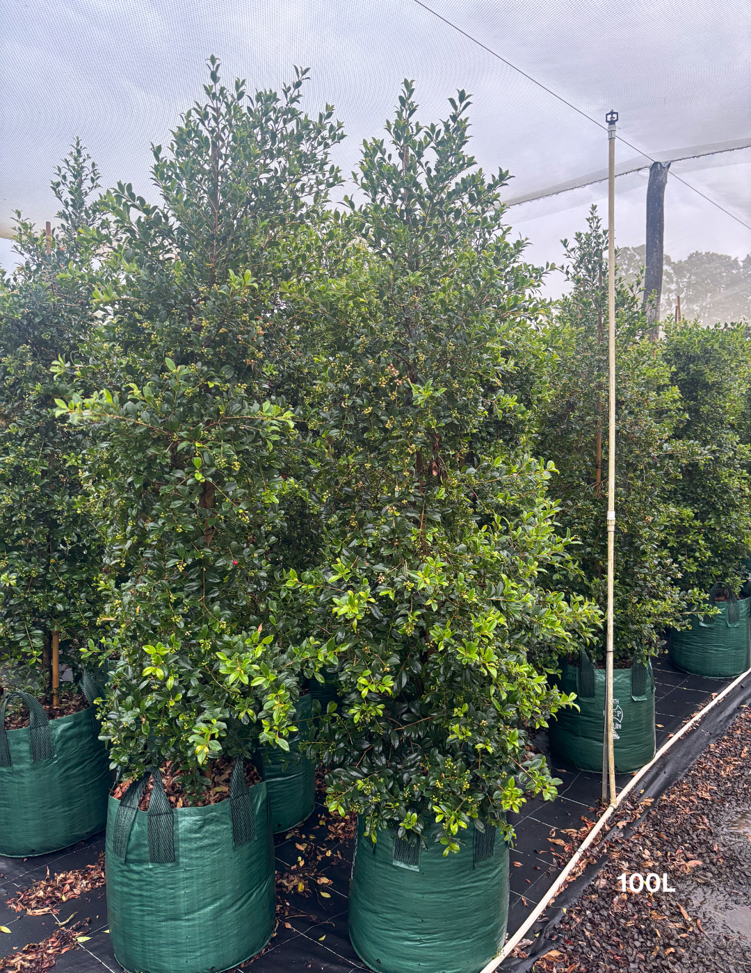 Syzygium australe 'Resilience' - Lilly Pilly - Evergreen Trees Direct
