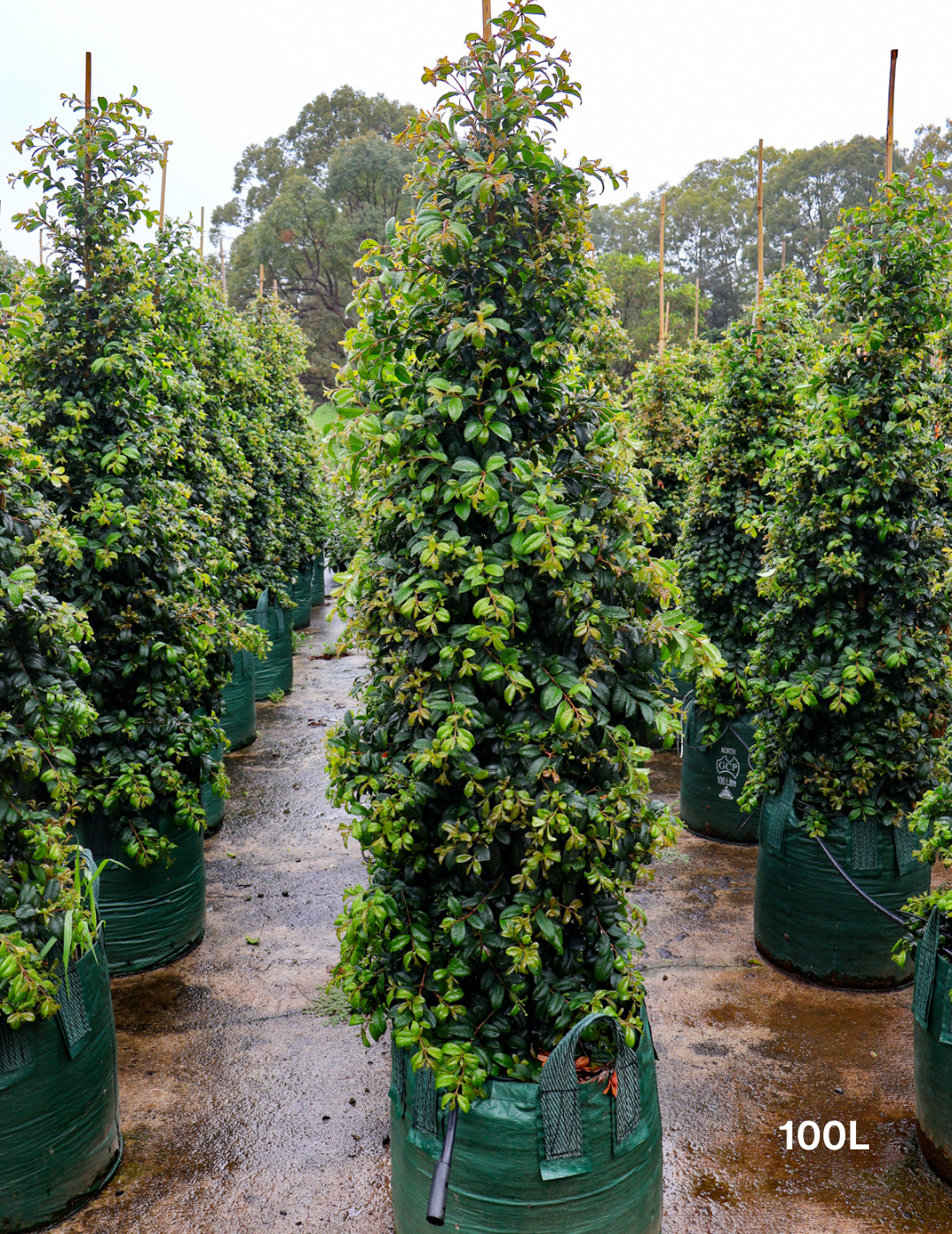 Syzygium australe 'Resilience' - Lilly Pilly - Evergreen Trees Direct