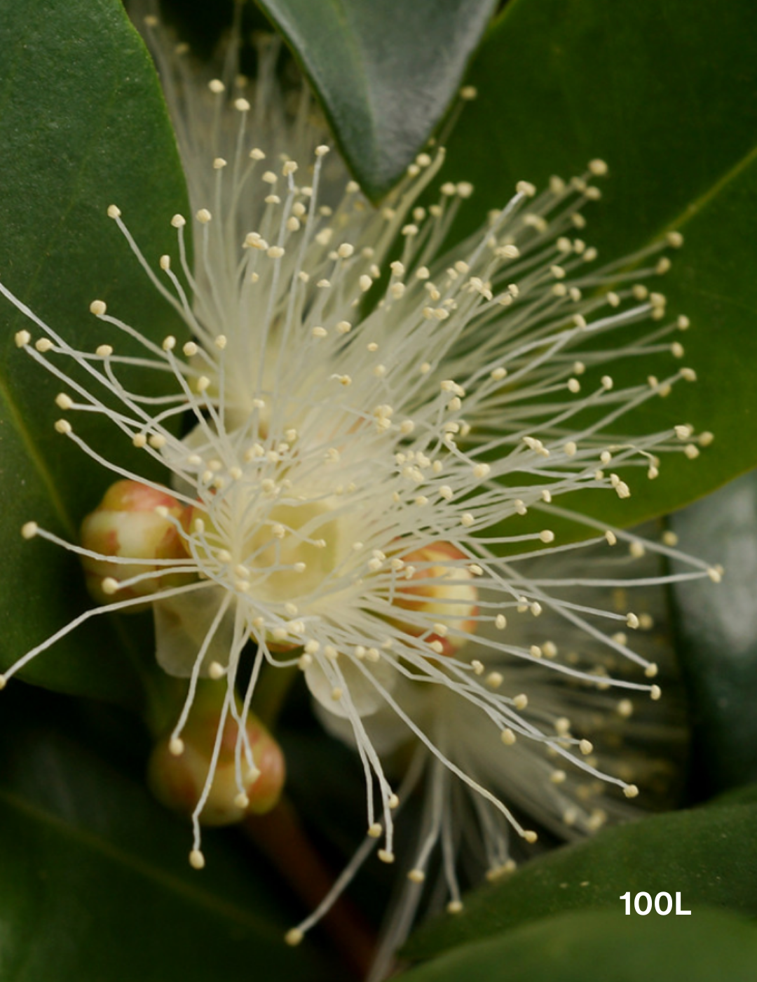 Syzygium australe 'Resilience' - Lilly Pilly - Evergreen Trees Direct