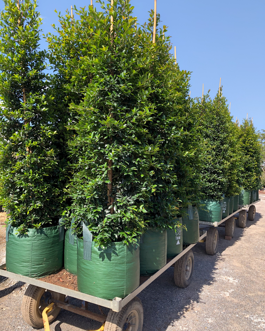 Syzygium australe ‘Select’ – Select Lilly Pilly