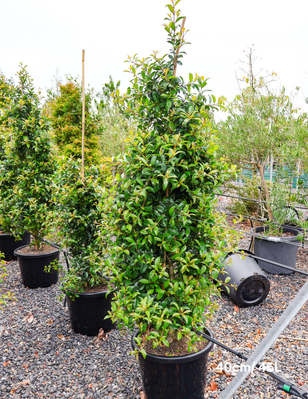 Syzygium australe 'Select' - Evergreen Trees Direct