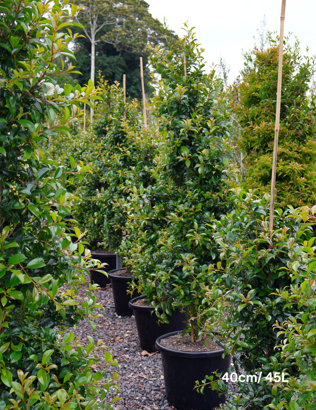Syzygium australe 'Select' - Evergreen Trees Direct
