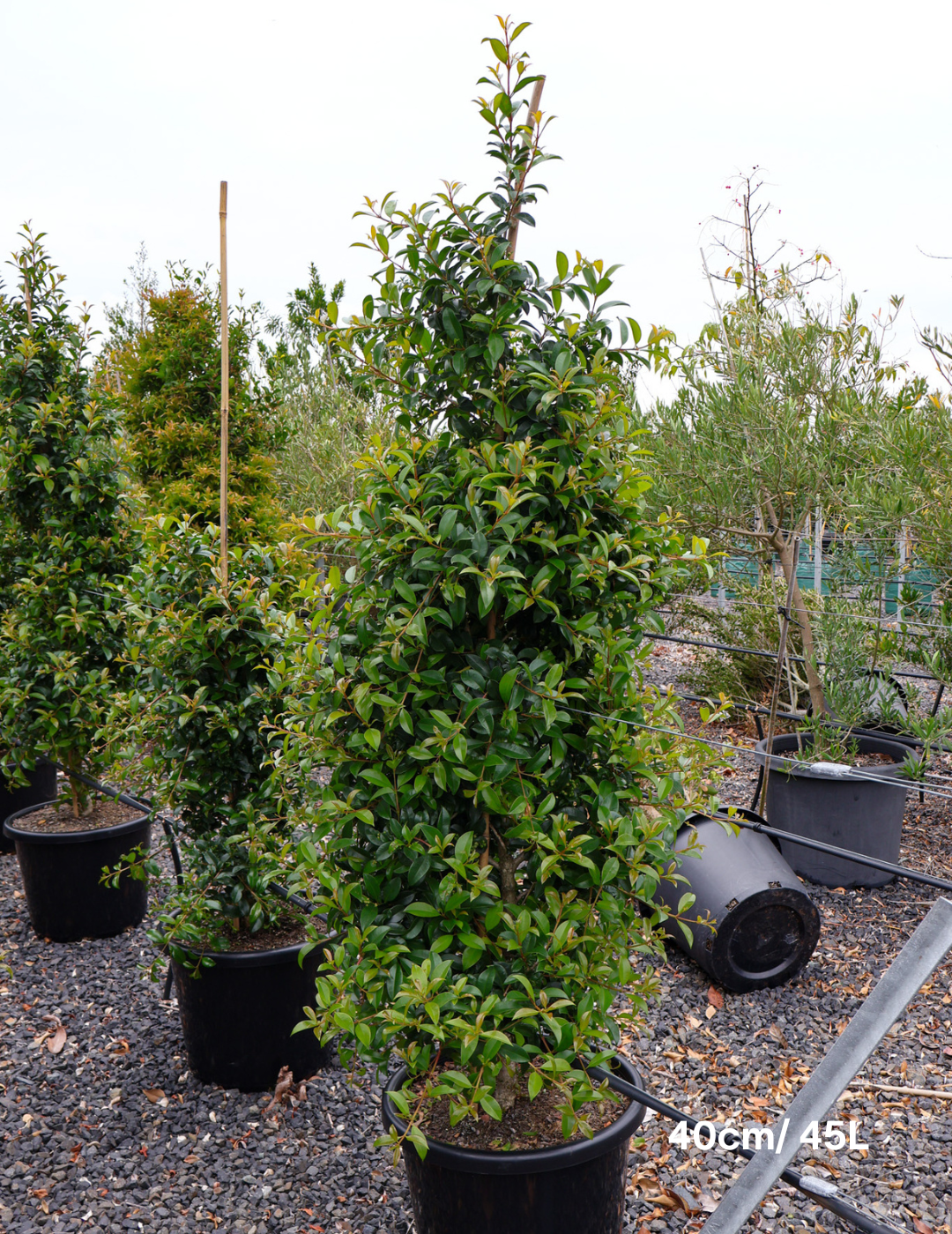 Syzygium australe 'Select' - Evergreen Trees Direct