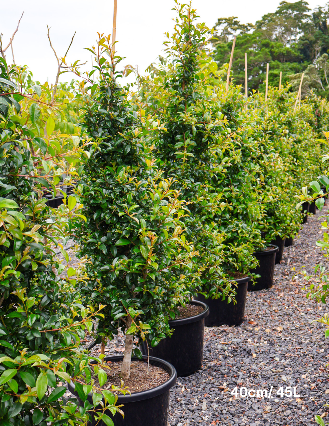Syzygium australe 'Select' - Evergreen Trees Direct