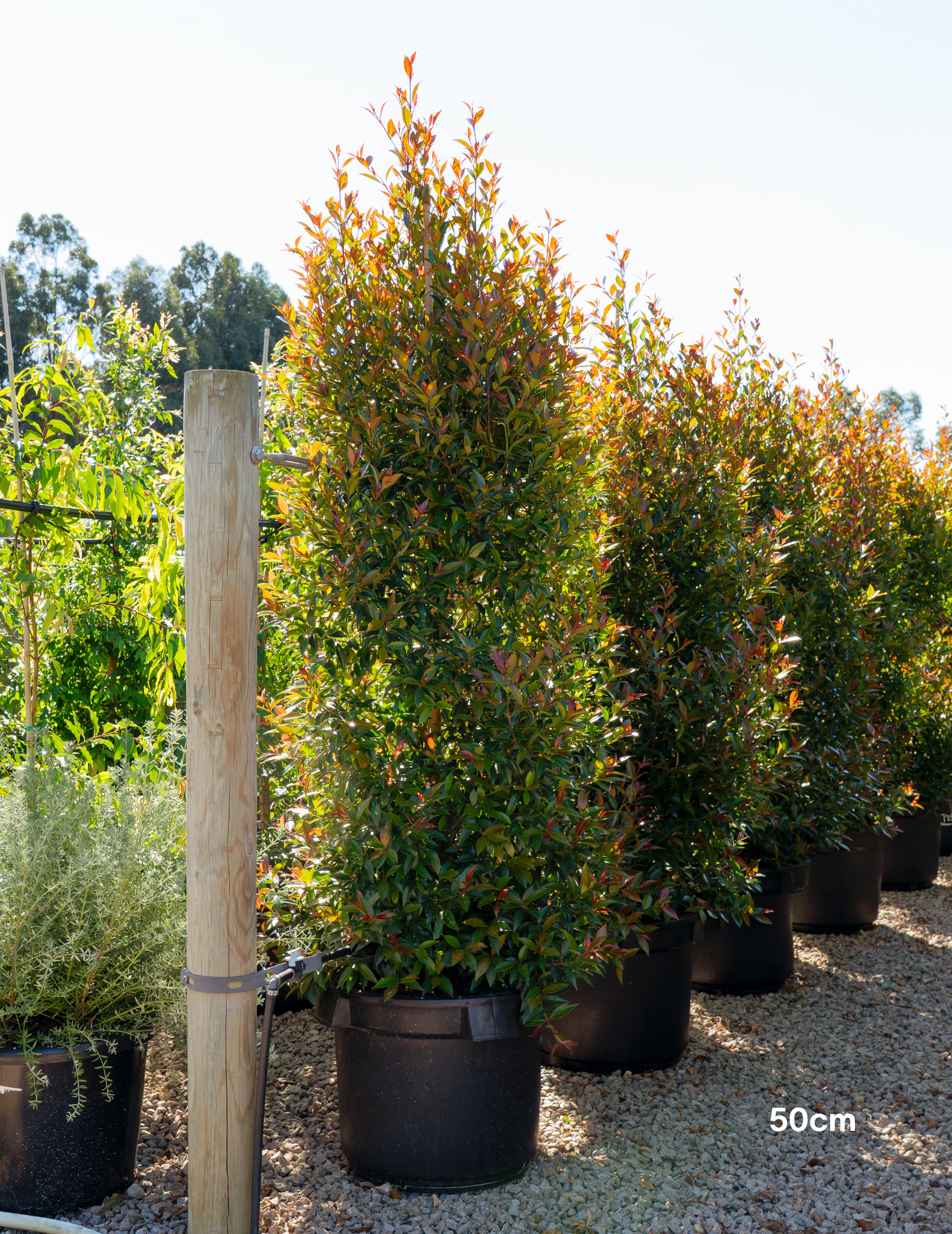 Syzygium australe ‘Up & Away’ – Up & Away Lilly Pilly