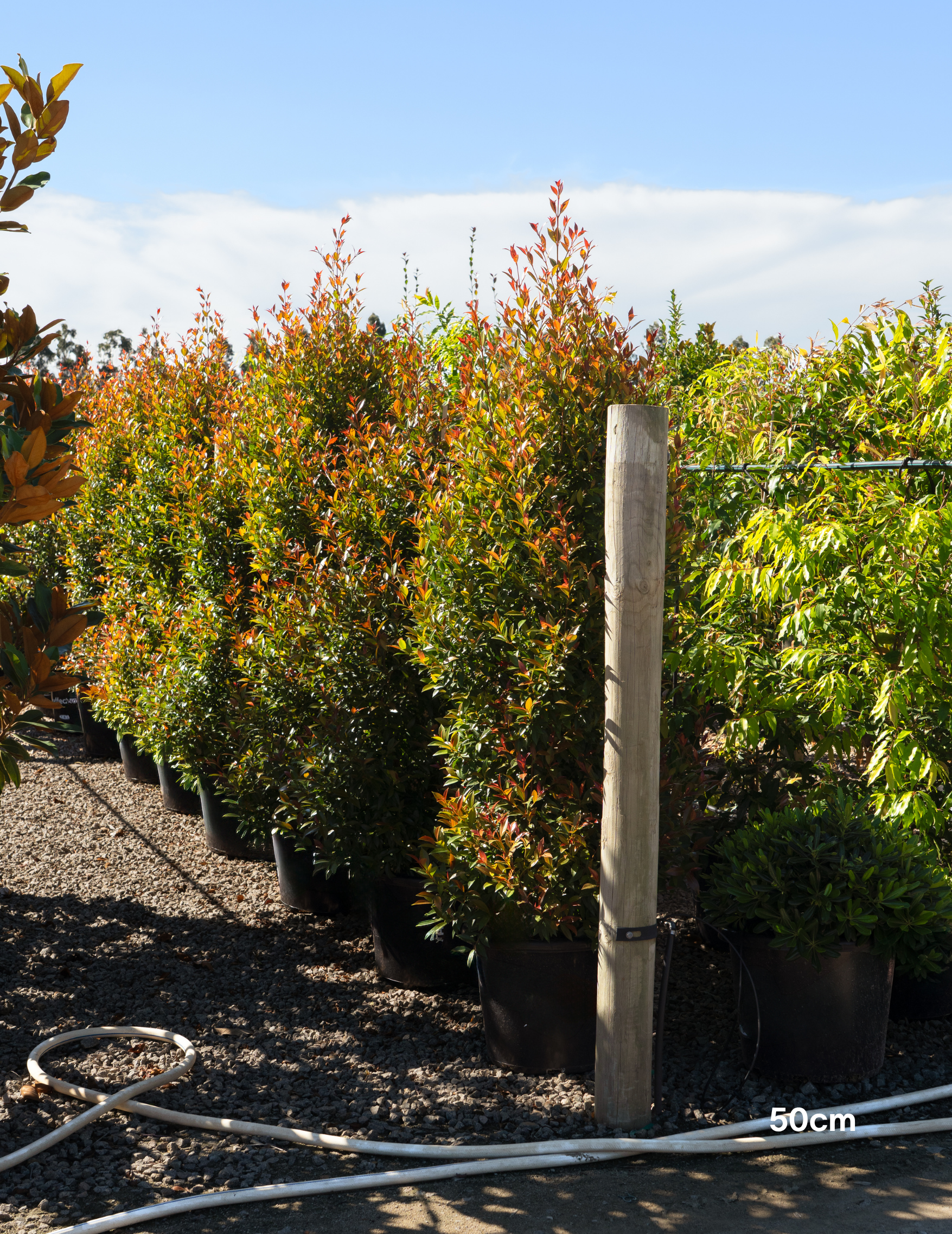 Syzygium australe ‘Up & Away’ – Up & Away Lilly Pilly