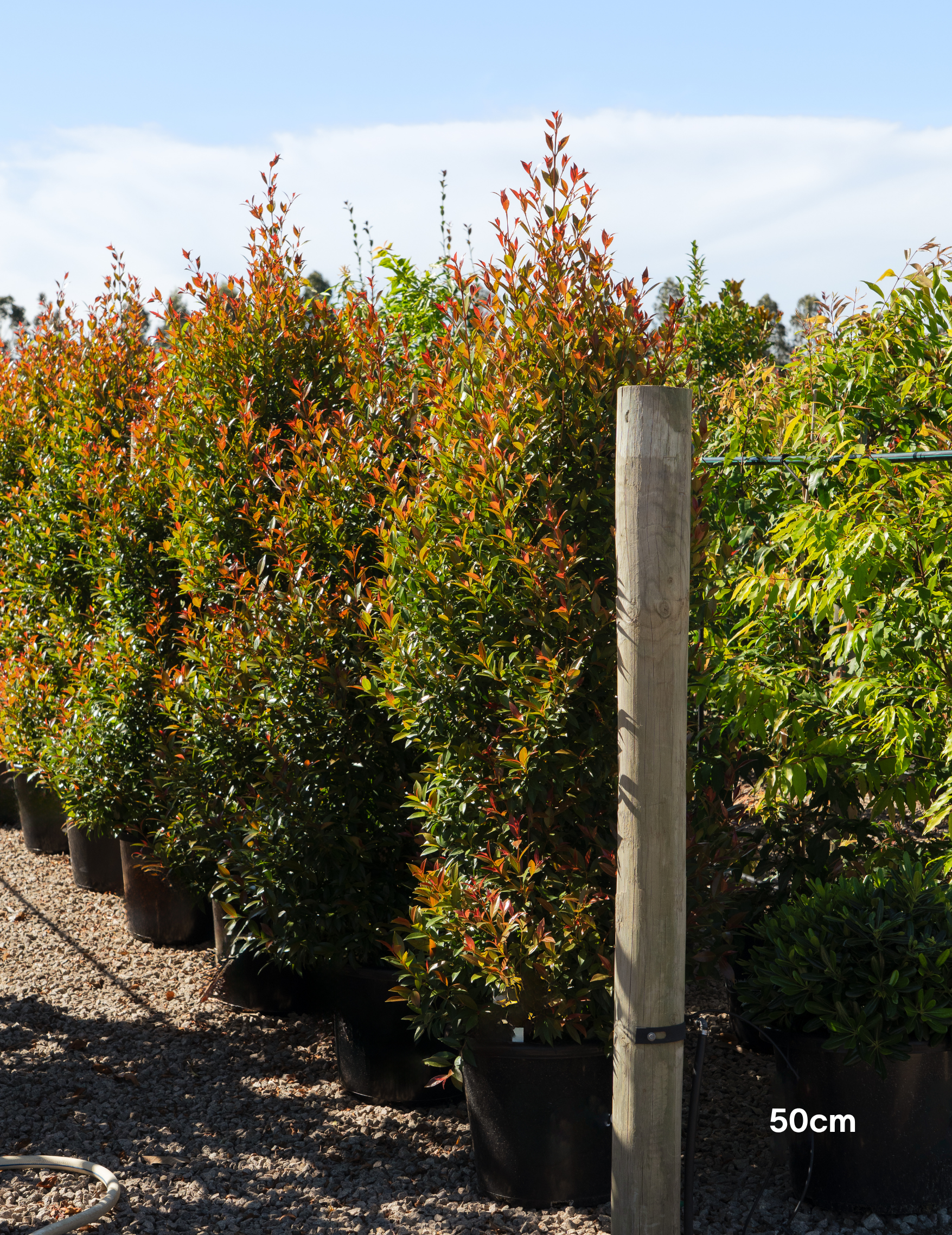 Syzygium australe ‘Up & Away’ – Up & Away Lilly Pilly