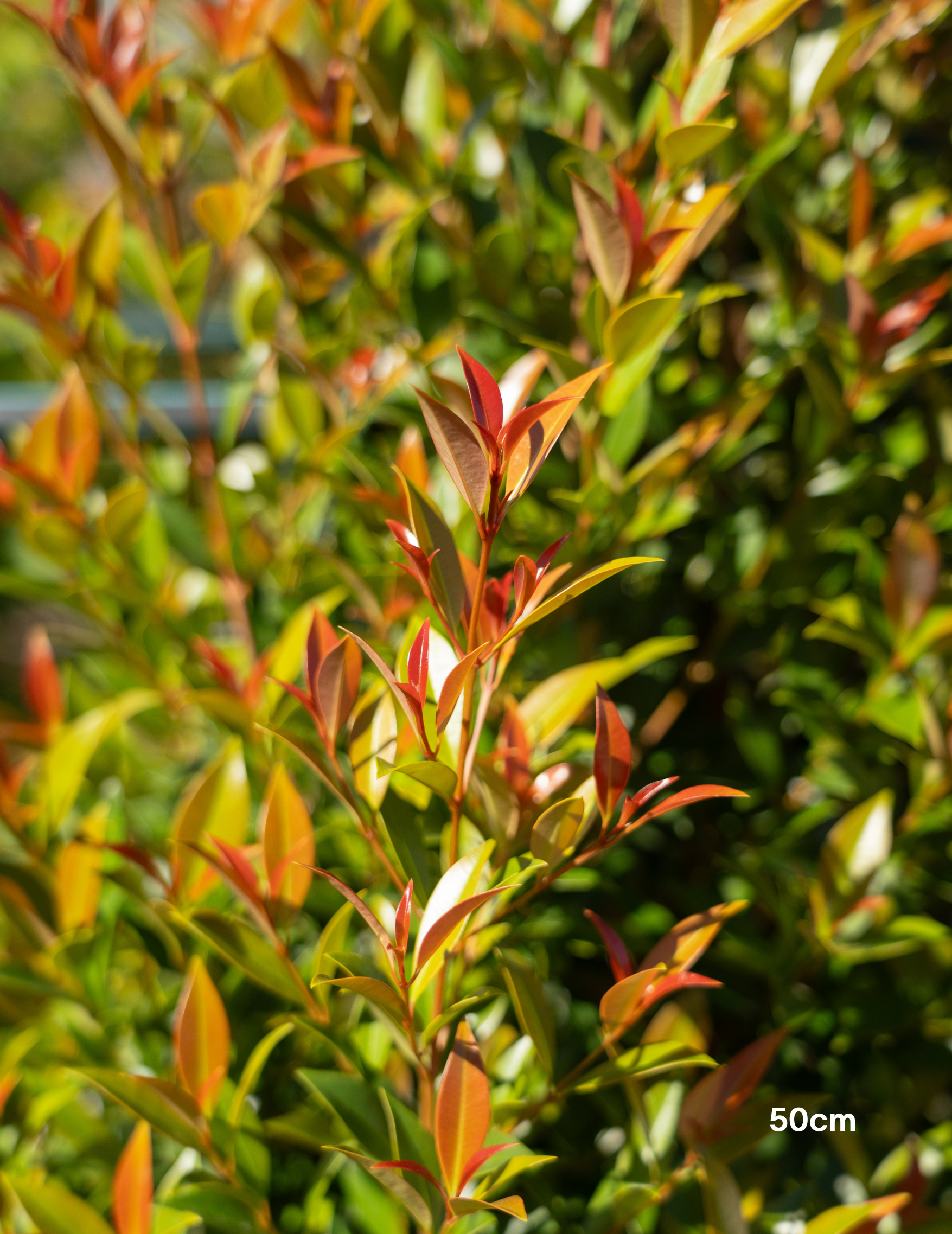 Syzygium australe ‘Up & Away’ – Up & Away Lilly Pilly