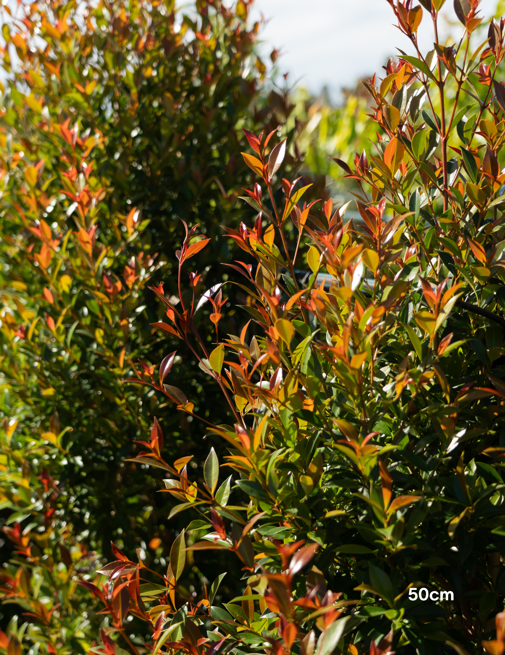 Syzygium australe ‘Up & Away’ – Up & Away Lilly Pilly