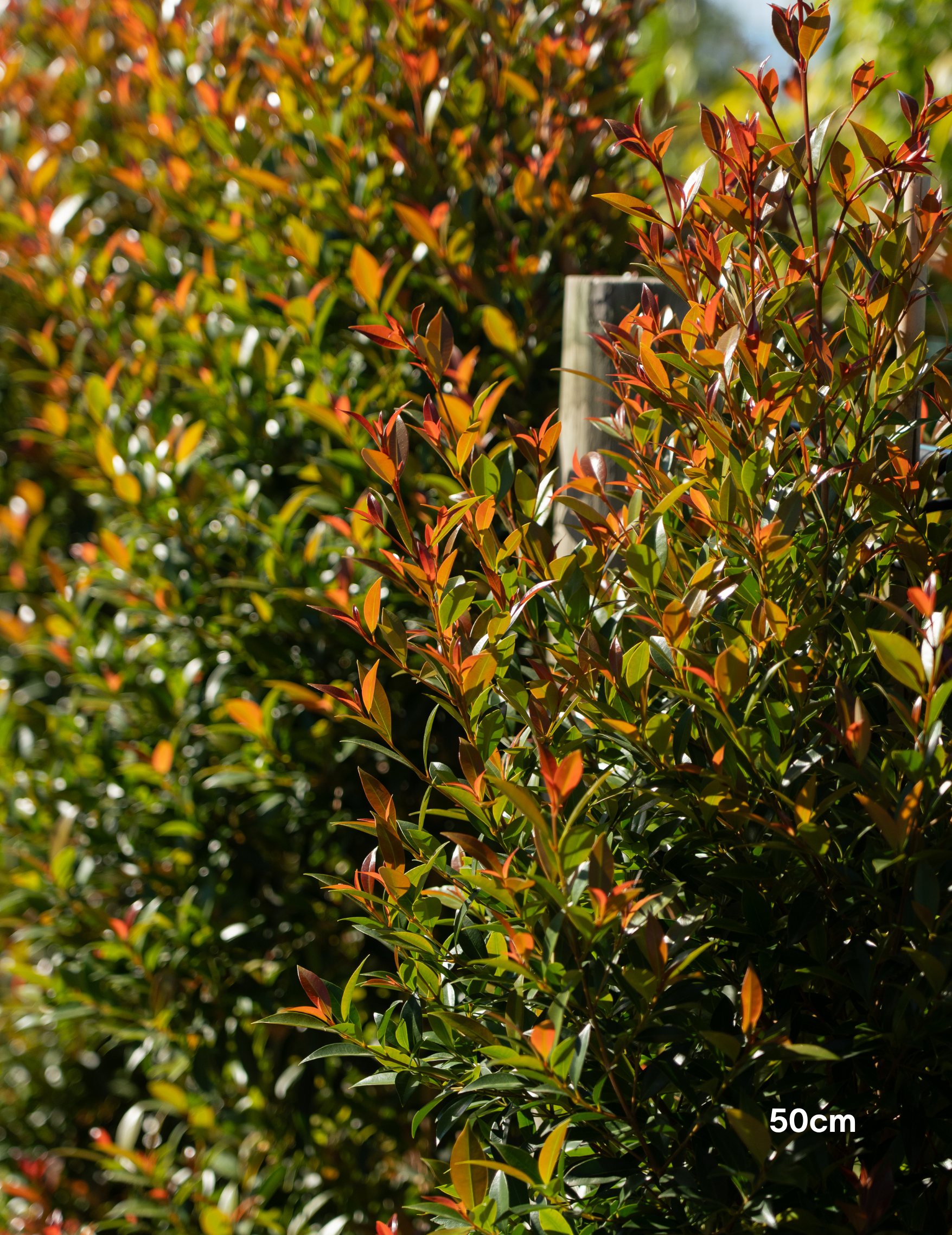 Syzygium australe ‘Up & Away’ – Up & Away Lilly Pilly