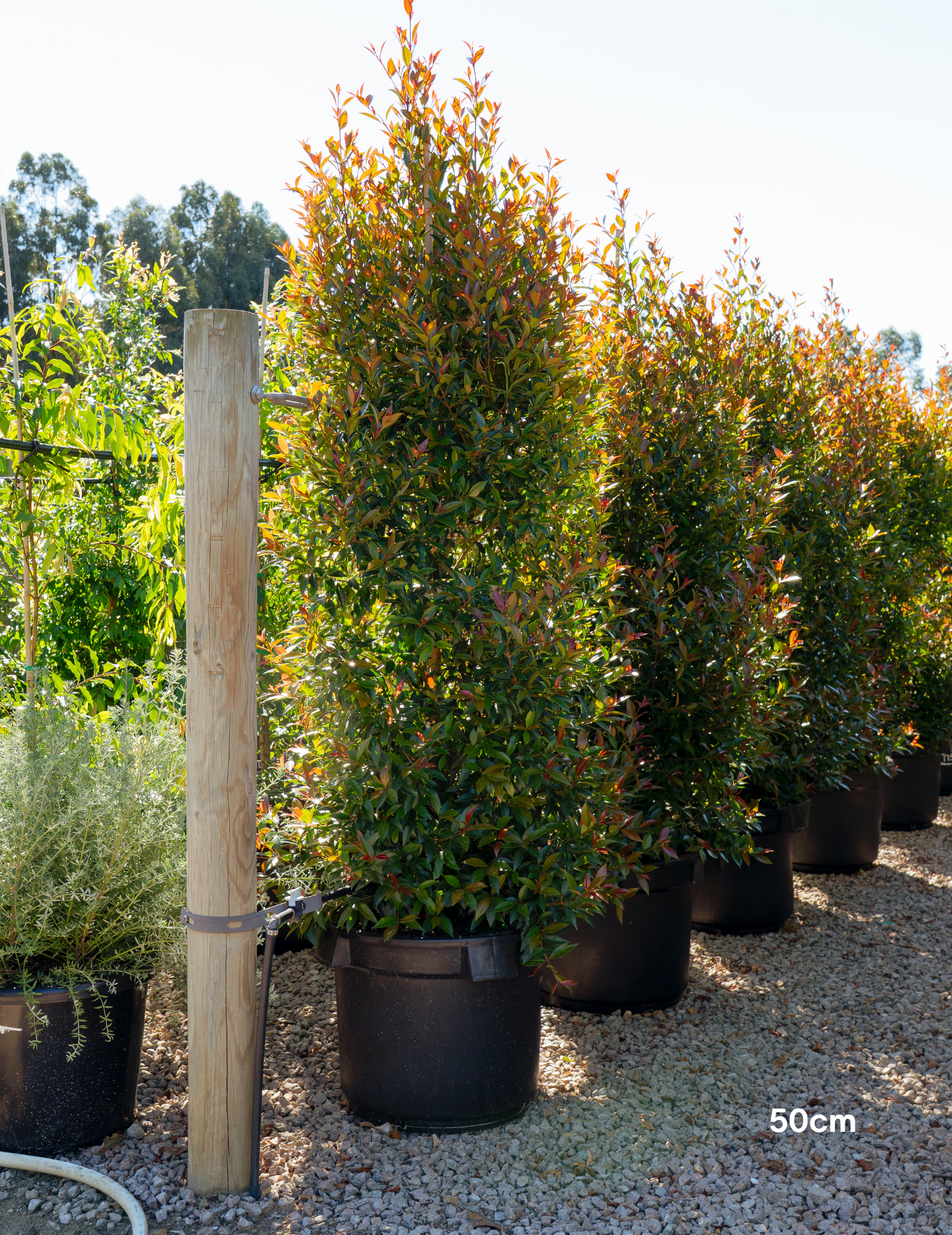 Syzygium australe ‘Up & Away’ – Up & Away Lilly Pilly