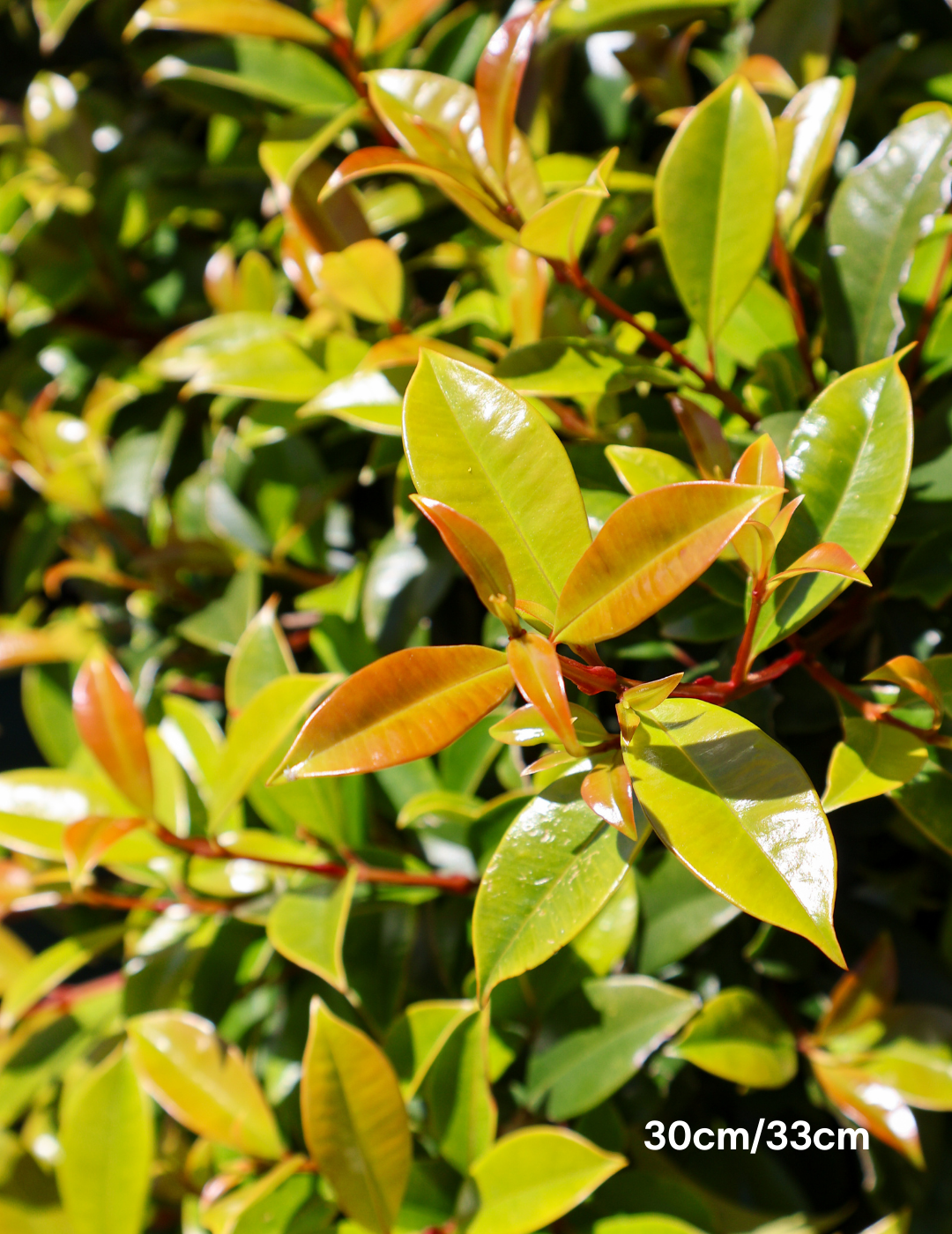 Syzygium australe 'Hinterland Gold'