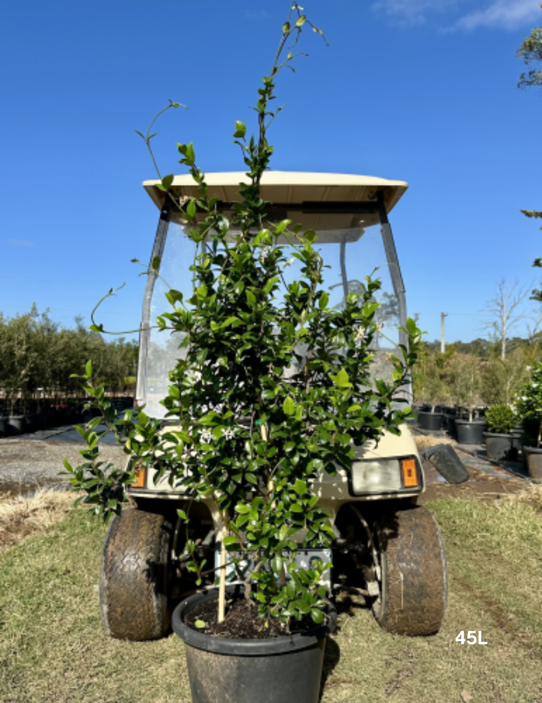 Trachelospermum jasminoides – Star Jasmine (Tripods) - Evergreen Trees Direct